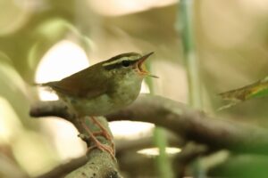 ヤブサメ2023年7月14日