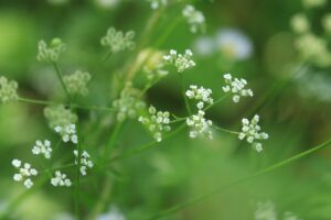 ヤブジラミ2023年7月29日
