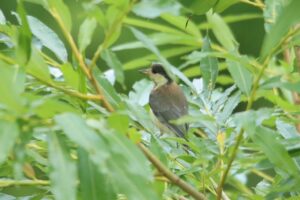 ヤマガラ幼鳥2023年7月8日