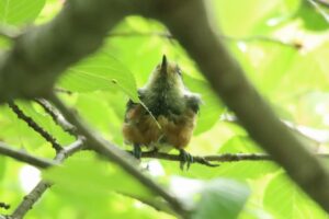 ヤマガラ幼鳥2023年7月21日