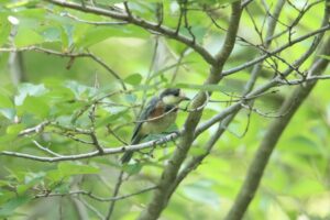 ヤマガラ幼鳥2023年7月29日
