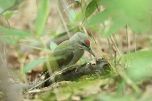 ヤマゲラ雄2023年7月29日