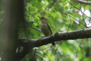 ヤマゲラ幼鳥♂2023年7月21日