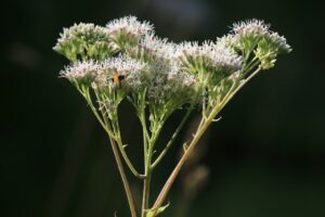 ヨツバヒヨドリ2023年7月29日