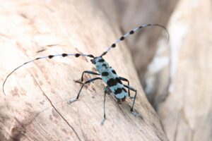 ルリボシカミキリ2023年7月21日