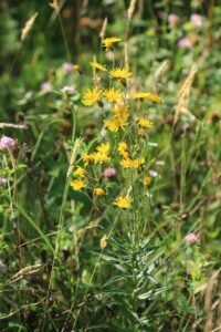 ヤナギタンポポ2023年8月4日