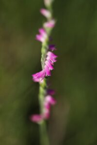 ネジバナ2023年8月11日2マクロレンズ花アップ