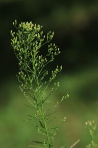 ヒメムカシヨモギ2023年8月18日