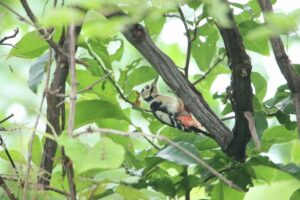 アカゲラ♀2023年8月4日
