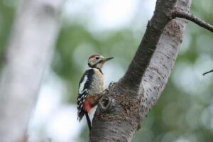 アカゲラ幼鳥2023年8月4日雄と思われる個体