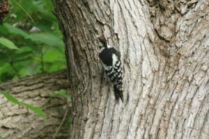 アカゲラ幼鳥2023年8月4日雌と思われる個体