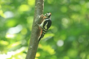 アカゲラ♂2023年8月11日