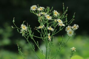 アキノノゲシ2023年8月18日