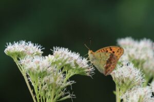 ウラギンスジヒョウモン2023年8月11日