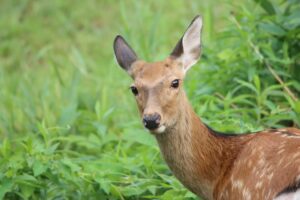 エゾシカ2023年8月26日