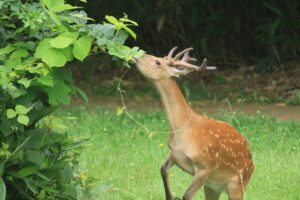 エゾシカ若い♂2023年8月4日7月30日撮影