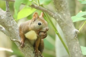 エゾリス2023年8月26日