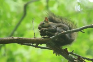 エゾリス2023年8月4日