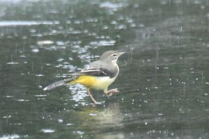 キセキレイ♀2023年8月26日