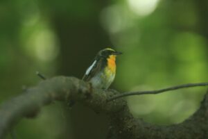 キビタキ雄2023年8月4日森の家の外にて