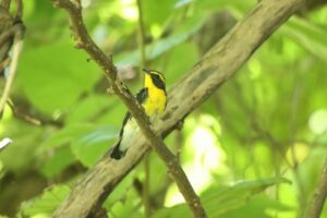 キビタキ雄2023年8月26日