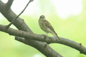 キビタキ幼鳥2023年8月4日