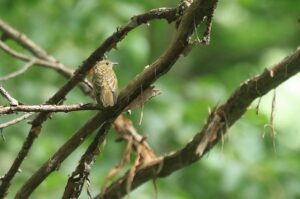 キビタキ幼鳥2023年8月11日