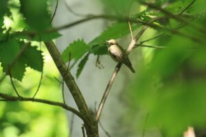 キビタキ幼鳥2023年8月18日