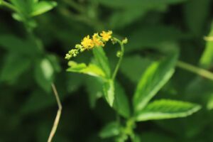 キンミズヒキ2023年8月18日