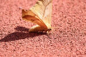 クスサン2023年8月26日