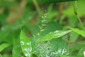ケチヂミザサ2023年8月18日