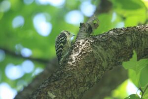 コゲラ2023年8月11日