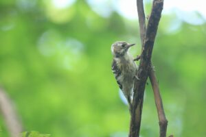 コゲラ2023年8月18日
