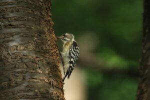 コゲラ2023年8月26日