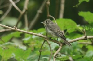 コサメビタキ2023年8月18日