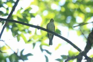 コサメビタキ2023年8月26日