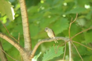 コサメビタキ2023年8月4日幼鳥遊具広場五差路付近