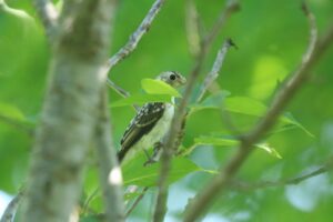 コサメビタキ幼鳥2023年8月26日