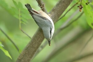 ゴジュウカラ2023年8月26日