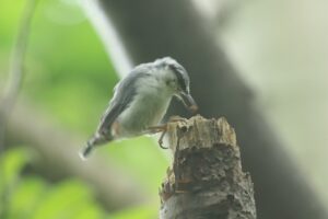 ゴジュウカラ2023年8月4日