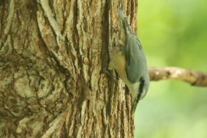 ゴジュウカラ2023年8月18日（ピンボケ）