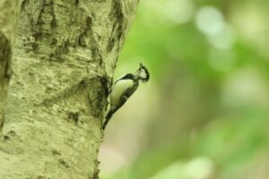シジュウカラ2023年8月18日