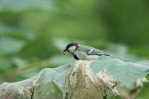 シジュウカラ2023年8月26日