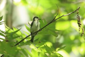 シジュウカラ幼鳥2023年8月26日