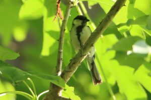 シジュウカラ幼鳥2023年8月4日