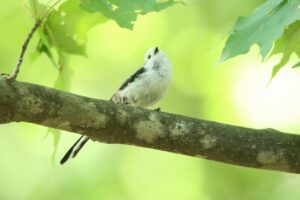 シマエナガ2023年8月26日