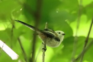 シマエナガ2023年8月18日1アップトリミング