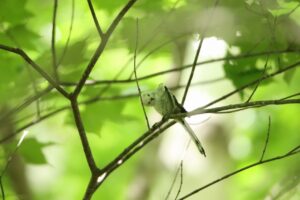 シマエナガ2023年8月18日4