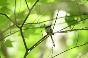 シマエナガ2023年8月18日3