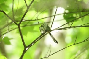 シマエナガ2023年8月18日2羽づくろい幼鳥と思われる